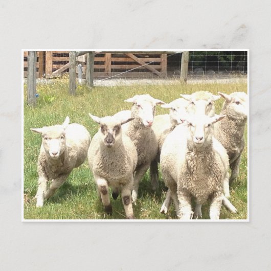 羊のスタンピード ポストカード (正面)