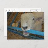 羊のチューインゲート ポストカード (正面/裏面)