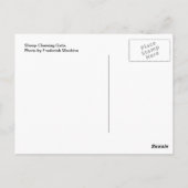 羊のチューインゲート ポストカード (裏面)