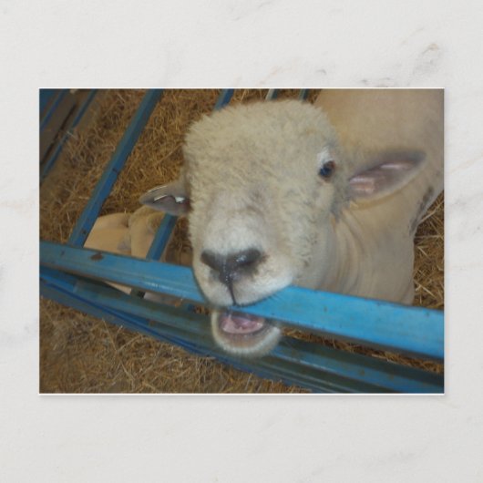 羊のチューインゲート ポストカード (正面)