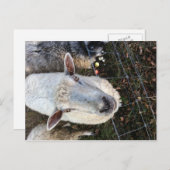 羊のドリス ポストカード (正面/裏面)