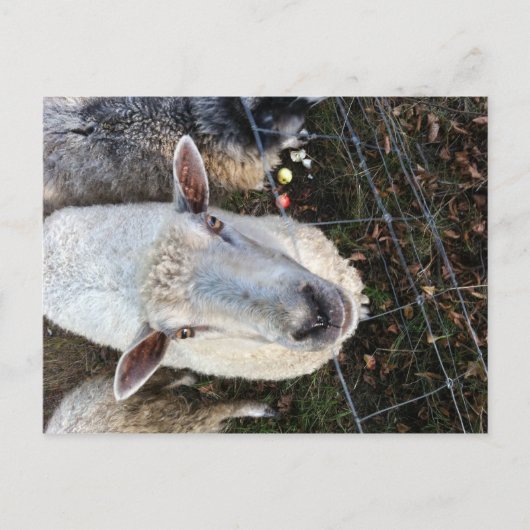 羊のドリス ポストカード (正面)