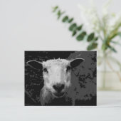 羊のドリス ポストカード (スタンド正面)