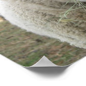 羊のプリント ポスター (角)