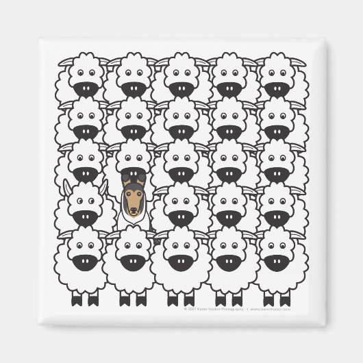 羊の中の滑らかなコリー マグネット (正面)