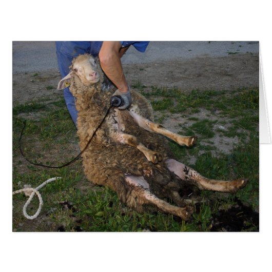 羊の刈り (正面横)