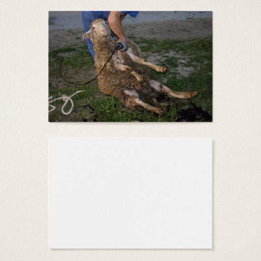 羊の刈り (正面&裏面)