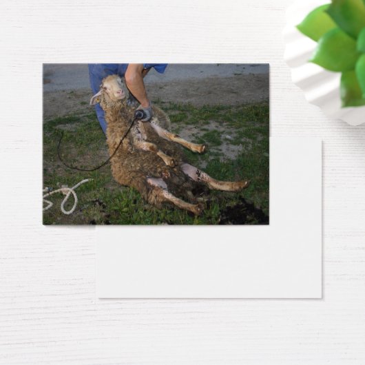 羊の刈り (デスク)