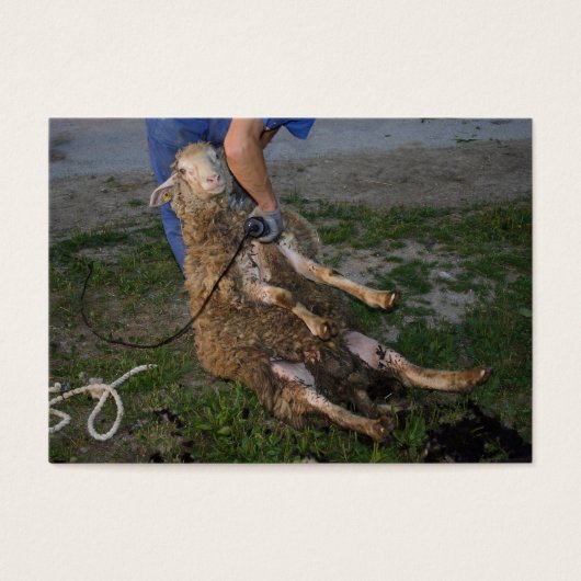 羊の刈り (正面)