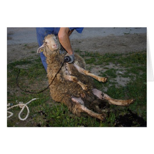 羊の刈り (正面横)