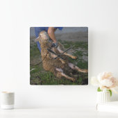 羊の刈り スクエア壁時計 (ホーム)