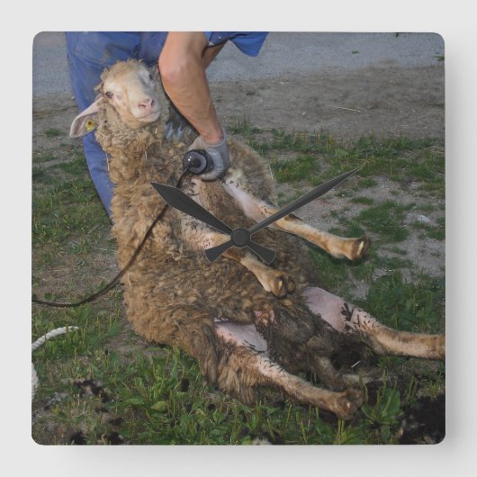 羊の刈り スクエア壁時計 (正面)