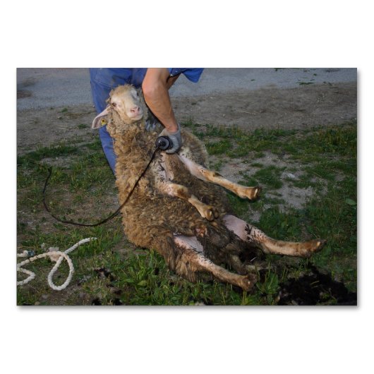 羊の刈り テーブルナンバー (正面)