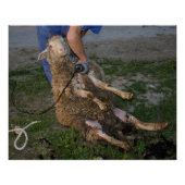 羊の刈り ポスター (正面)