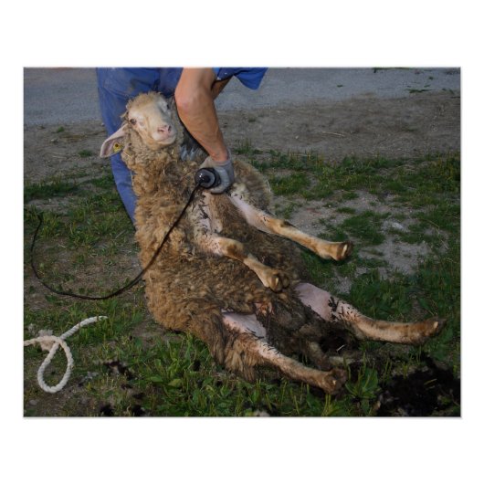 羊の刈り ポスター (正面)