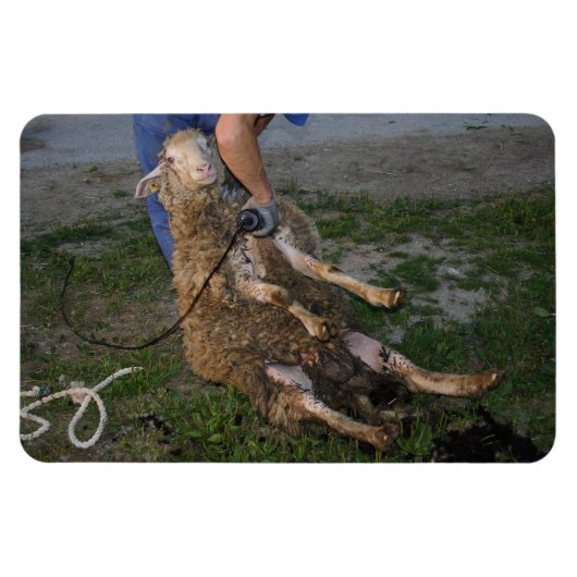 羊の刈り マグネット (横)