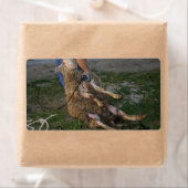 羊の刈り ラベル (インサイチュ)