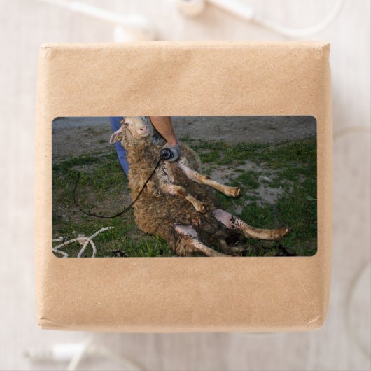 羊の刈り ラベル (インサイチュ)