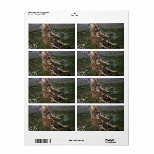 羊の刈り ラベル (フルシート)