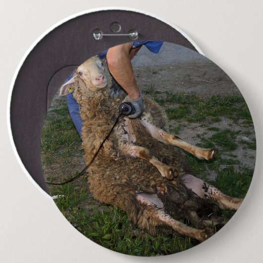 羊の刈り 缶バッジ (正面&裏面)