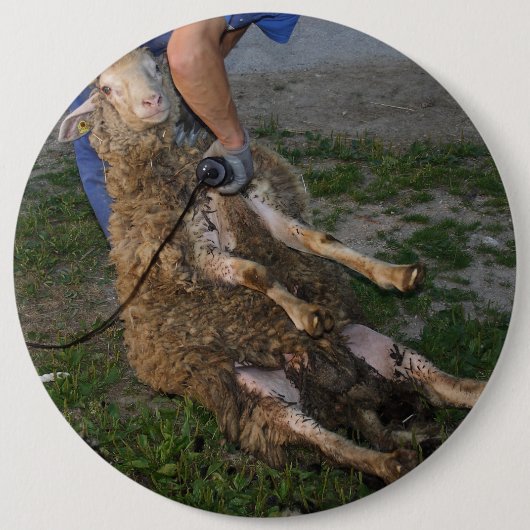 羊の刈り 缶バッジ (正面)