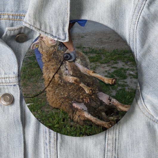 羊の刈り 缶バッジ (インサイチュ)