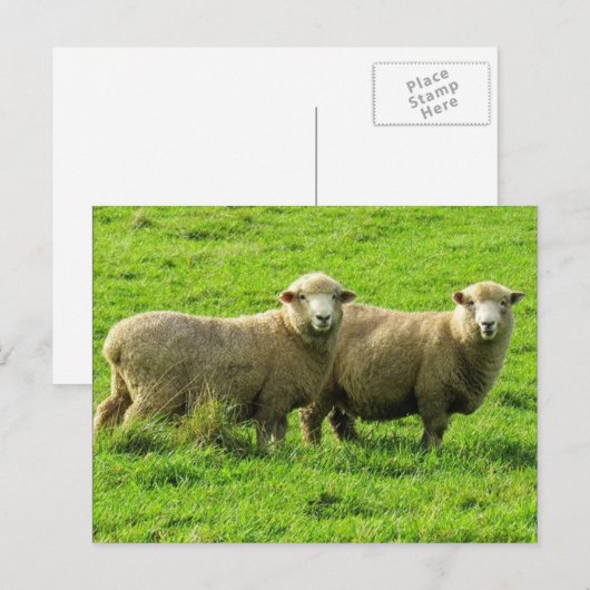 羊の容貌 ポストカード (正面/裏面)