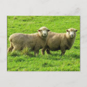 羊の容貌 ポストカード (正面)