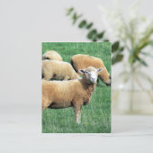 羊の容貌 ポストカード (スタンド正面)