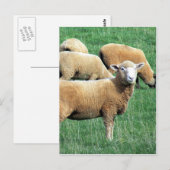 羊の容貌 ポストカード (正面/裏面)