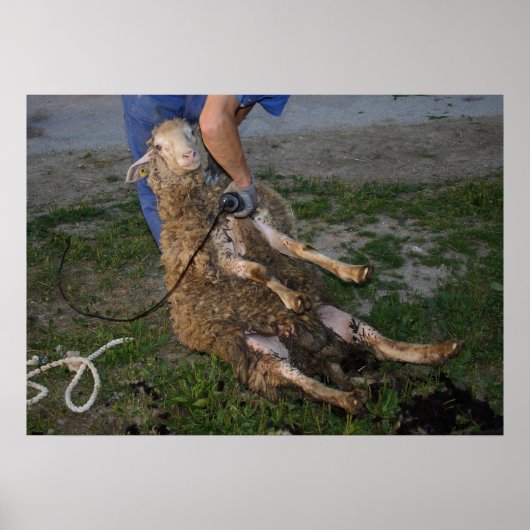 羊の忙し刈り入れ ポスター (正面)