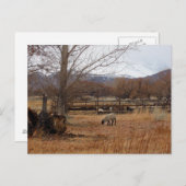 羊の放牧オンファームポストカード ポストカード (正面/裏面)