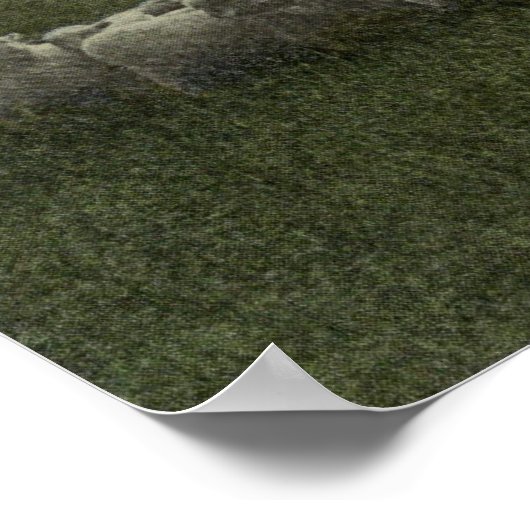 羊の放牧写真1918 ポスター (角)