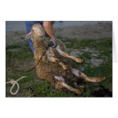 羊の毛刈り (正面横)