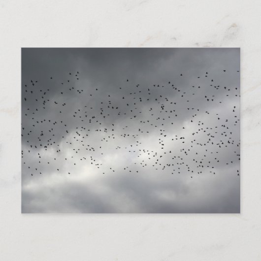 羊の群れのポストカード ポストカード (正面)