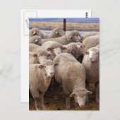 羊の群れ ポストカード (正面/裏面)
