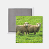 羊の群れ マグネット (正面/裏面)