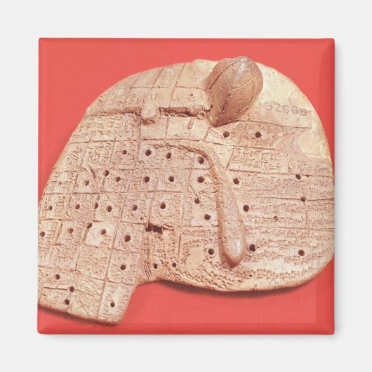 羊の肝臓のモデル マグネット (正面)