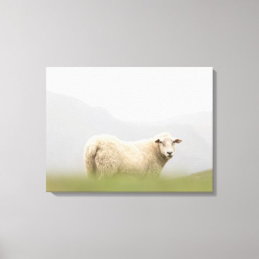 羊の自然写真 キャンバスプリント (正面)