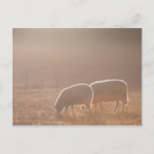 羊の自然写真 ポストカード (正面)