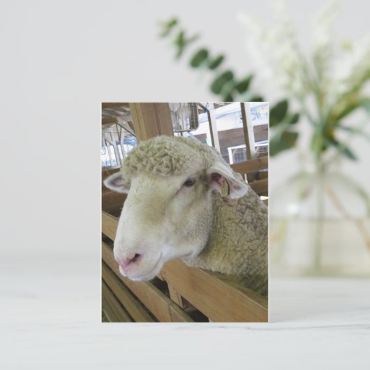 羊の頭 ポストカード (スタンド正面)