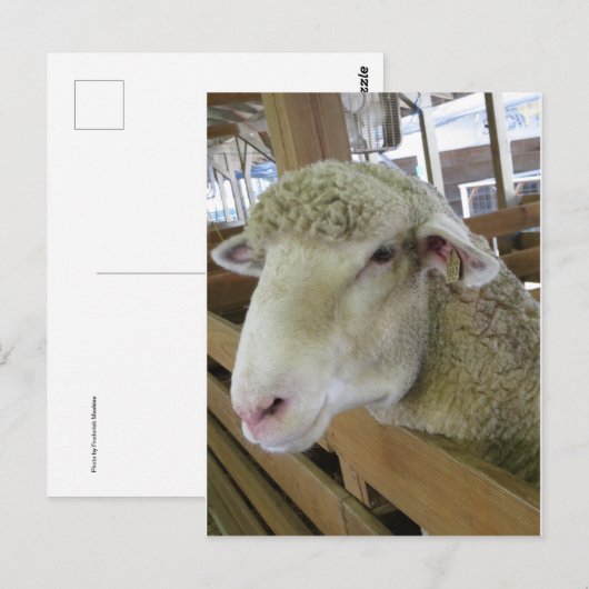 羊の頭 ポストカード (正面/裏面)