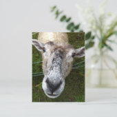 羊はがきを見る ポストカード (スタンド正面)