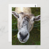 羊はがきを見る ポストカード (正面/裏面)