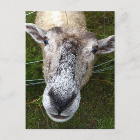 羊はがきを見る ポストカード (正面)