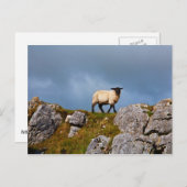 羊はがき ポストカード (正面/裏面)