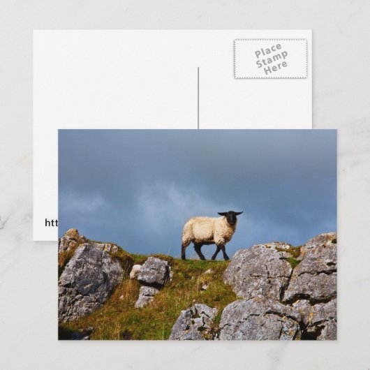 羊はがき ポストカード (正面/裏面)