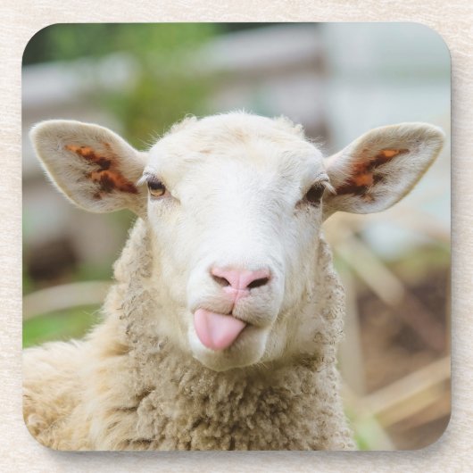 羊は舌を出す コースター (正面)