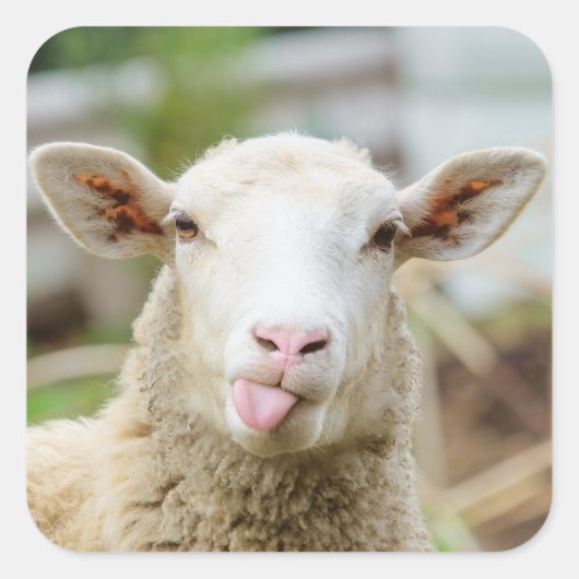 羊は舌を出す スクエアシール (正面)