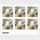 羊は舌を出す スクエアシール (シート)